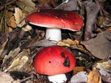 Russula cremoricolor image