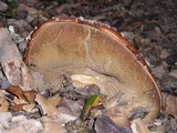 Leccinum manzanitae image