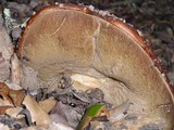 Leccinum manzanitae image