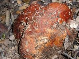 Leccinum manzanitae image