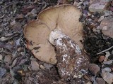 Leccinum manzanitae image