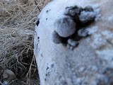 Lycoperdon atropurpureum image
