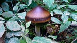 Amanita pachycolea image