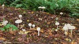 Chlorophyllum rachodes image