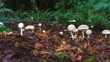 Chlorophyllum rachodes image