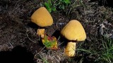 Phaeolepiota aurea image