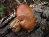 Gymnopilus luteofolius image