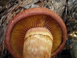 Gymnopilus luteofolius image