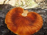 Gymnopilus luteofolius image