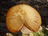 Gymnopilus luteofolius image