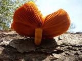 Gymnopilus luteofolius image