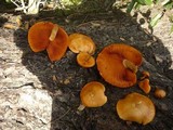 Gymnopilus luteofolius image