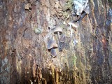 Mycena inclinata image