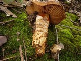 Cortinarius glutinosoarmillatus image