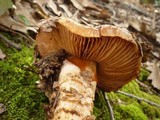 Cortinarius glutinosoarmillatus image
