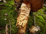 Cortinarius glutinosoarmillatus image