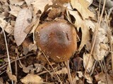 Cortinarius glutinosoarmillatus image