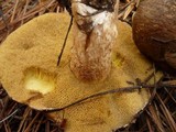 Suillus fuscotomentosus image