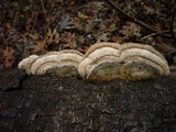 Trametes hirsuta image