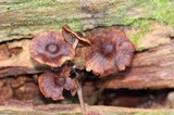 Mycena galericulata image
