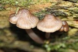 Mycena galericulata image