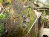 Mycena inclinata image