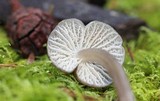 Mycena galericulata image