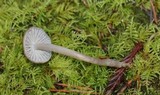 Mycena galericulata image