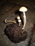 Protostropharia semiglobata image