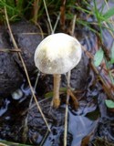 Stropharia semiglobata image
