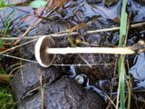 Protostropharia semiglobata image