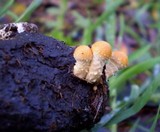 Agrocybe pediades var. fimicola image