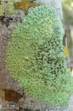 Image of Relicina eximbricata