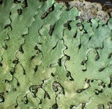 Relicina eximbricata image