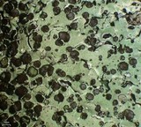 Relicina eximbricata image