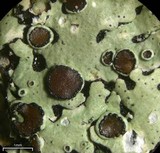 Relicina eximbricata image