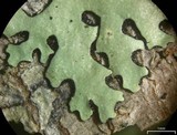 Relicina eximbricata image