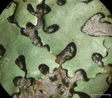 Relicina eximbricata image