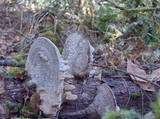 Daedalea quercina image