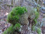 Daedalea quercina image