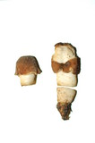 Verpa conica image