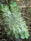 Parmotrema zollingeri image