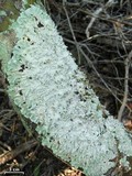 Parmotrema zollingeri image