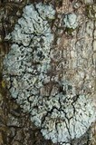 Coccocarpia erythroxyli image