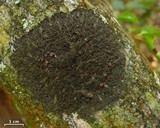 Leptogium chloromelum image