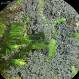 Coccocarpia prostrata image