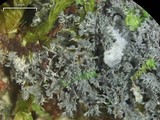 Coccocarpia prostrata image