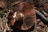 Agaricus agrinferus image