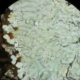 Dirinaria aegialita image