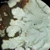 Dirinaria aegialita image